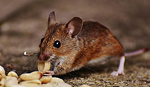 24 Hour & Emergency Exterminators in Carolina Shores, NC